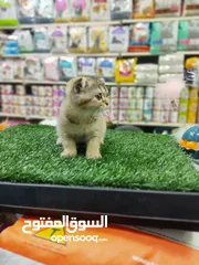  4 سكوتش فولد جولدن العمر شهرين الريلز موضح كل اشي