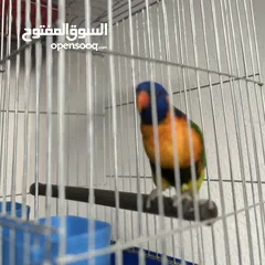  1 ببغاء لوري اليف  Cute Lori parrot
