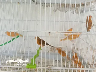  6 طيور كنار مشكله
