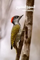  7 TAMRON SP 150-600mm F/5-6.3 Di  عدسة تامرون لكاميرات النيكونG2 for NIKON