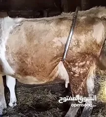  6 عرض مؤقت / مانع الحركة للأبقار أثناء الحلب صناعة تركية من شركة ميلاستي يتناسب مع جميع أنواع الأبقار