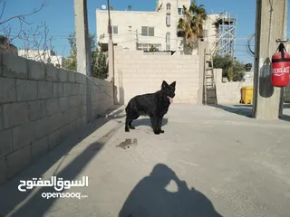  7 ذكر جيرمن رويال بلاك شولاين