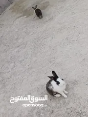  2 These three rabbits are to be sealed, one is female, two are male يجب أن تكون هذه الأرانب الثلاثة مخ