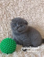  1 Scottish fold