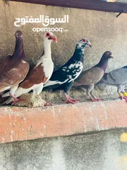  4 حمام انواع بغدادي للبدل ع عصافير او جاج بلدي