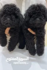  5 3 Month Male mini poodle