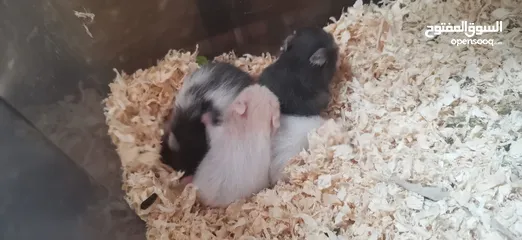  3 Hamster for sale