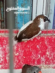  24 كوكتيل وحب وجنة و جولدن فينش وكنار وطفرات الفيشر باربلو وعندليب وكراون بلو ونابليون