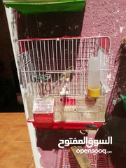  7 طيور كنار أناثي