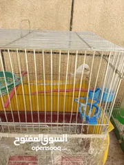  4 عصافير كناري للبيع
