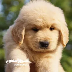  16 جولدن ريتريفر بريطاني آصلي  Golden retriever pure