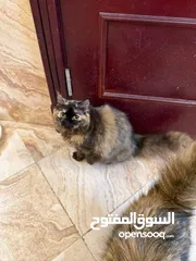  3 قطه انثى لونها غريب