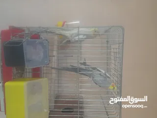  3 جوز ككتيل شغال