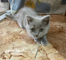  1 قطط شيرازيه للبيع في اليمن