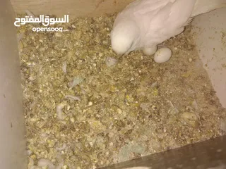  12 3 جواز حب شغالات مع بيض وفراخ مقفصات