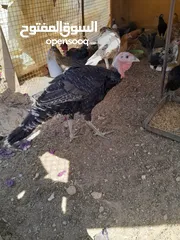  3 ديوك حبش للبيع العدد ثلاث