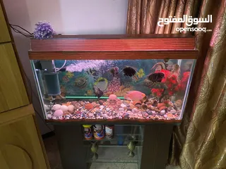  23 حوض سمك اوسكر كامل اغراضو للبيع