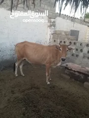  1 cow for sale