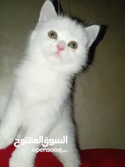  11 قطة كتنز  بيبي قط  كتن  و قطه سيامي شوكلت   بسعر رمزي  شبه تبني للتبني متعوده لتربوكس وداري فود