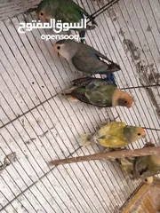  10 طور روز  ألوان بتجنن الله يبارك لصاحب النصيب. روز البينو عين حمرا. البينو بيور من انناحي