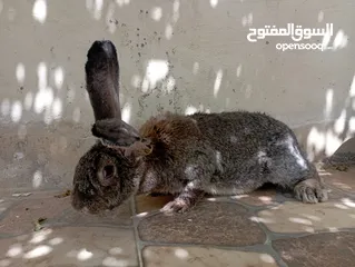  1 جوز الماني للبيع وزنهم بل ستى كيلو
