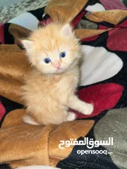  1 Male and female cats with blue eyes قطط شيرازي
