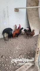  3 اللبيع دجاج فينكس الاصلي