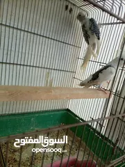  4 حبتين كوكتيل بايد للبيع دون قفص