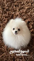  1 Pomeranian