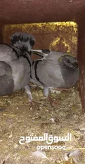  2 زغاليل الزغاليل