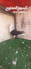  5 بسم الله ما شاءالله حبات نخب طواير وفحول ومخليف