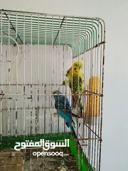  10 جوزين حب ماكنات انتاج بسعر حرق