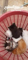  10 قطط مكس هيمالايا شيرازي انضيفه كثير متعوده على اللتر بوكس لعوبه وأليفه       ........