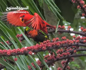  4 اجمل واندر انواع ببغاوات اللوري متوفرة الان