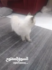  3 قطتان للبيع بسعر مناسب