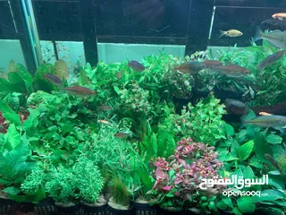  11 New ornamental high quality fishes