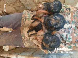 4 جيرمن العمر 50 يوم