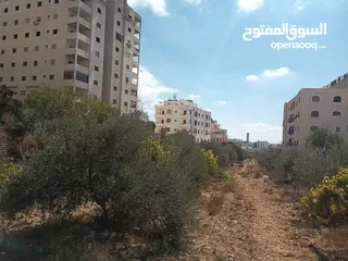 1 ارض دائره السير