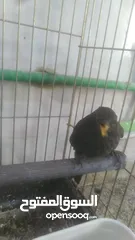  5 انثا شحرور البيع موجود بل رصيفه خلف مستشفى فيصل
