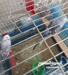  5 حب.. اناثي كبيرة وجاهزة ومعبية فل الفل  وبالفيديو ازواج مميزة الوان  مقنبرات