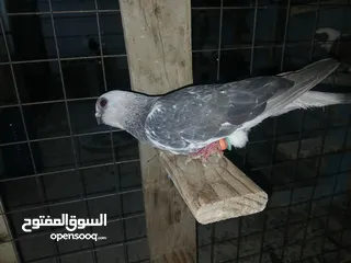  17 كوم كامل للبيع  دينارين ونص الحبه زق وكش الفحول كلها كش