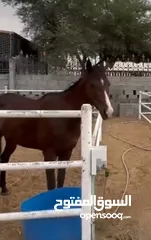  6 5years old, Horse