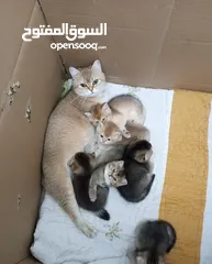  3 إناث منتجات سكوتش ستريت