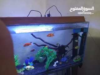  8 حوض سمك واسماك للبيع