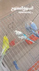  2 جوز عصافير حب تحتهم جوز فراخ شغالات%100
