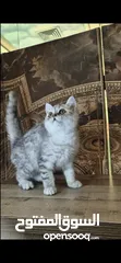  13 Cats قطاوة