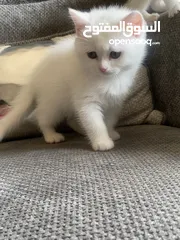  5 قطط للبيع سكوتش