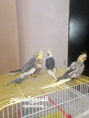  3 طيور كوكتيل