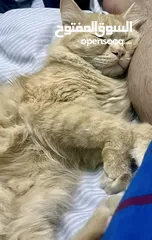  5 Persian cat