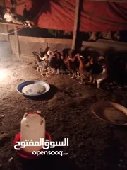  5 دجاج عماني  عمر ثمانية أشهر بي ريالين ونص يوجد فيديو ودجاج عمر أربعة شهور بي ريال ونص